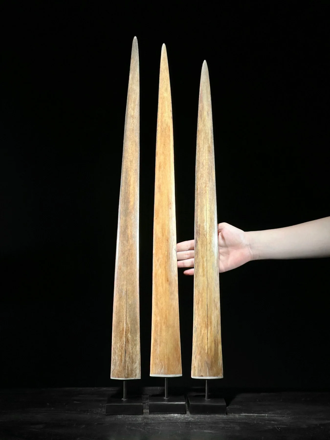3 pcs real Bills/tusks Swordfish/Swordfish/Marlin/Swordfish na iron stojane (75cm)